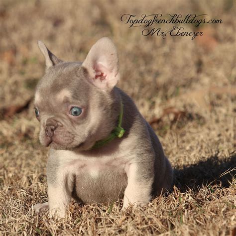 Breeding healthy, good quality <b>puppies</b> with champion pedigrees at affordable prices has always been our goal. . French bulldog breeders louisiana